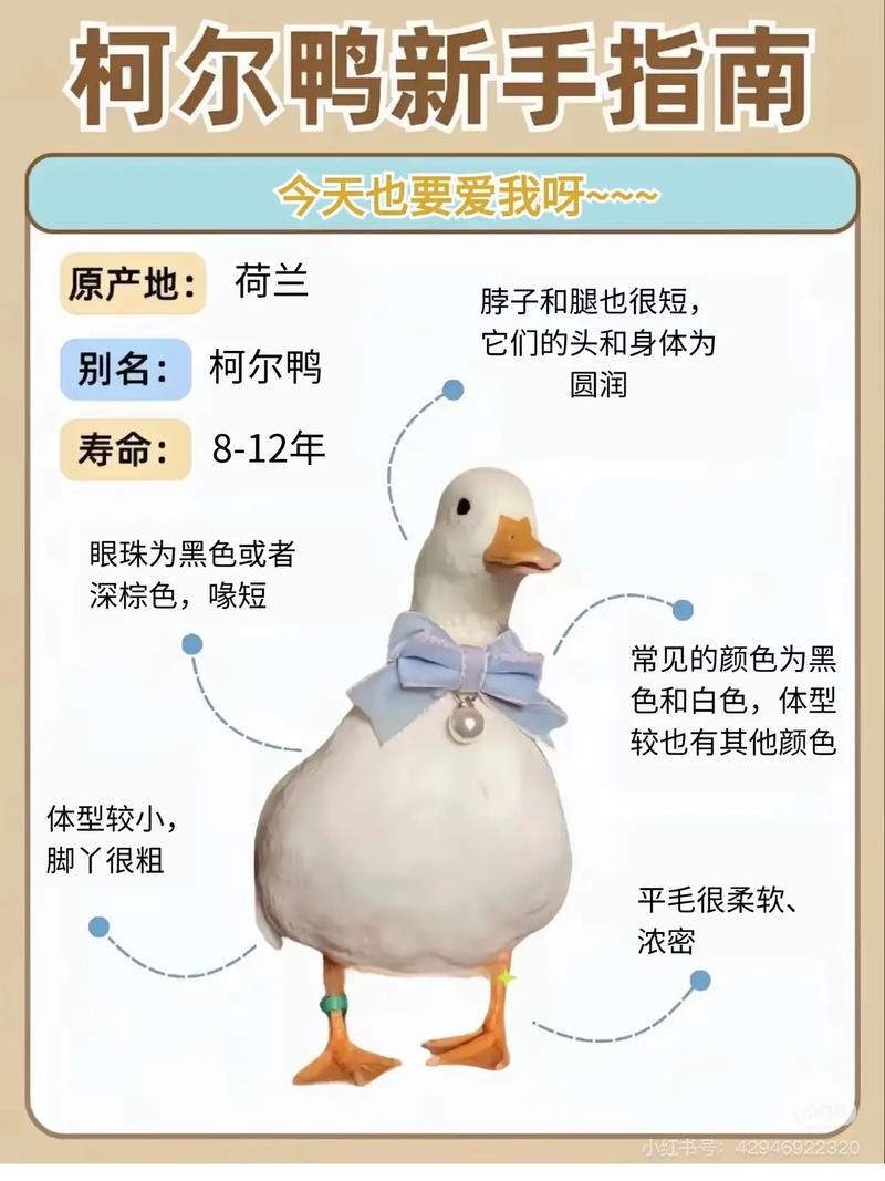 鸭子养殖技术管理要点-图1