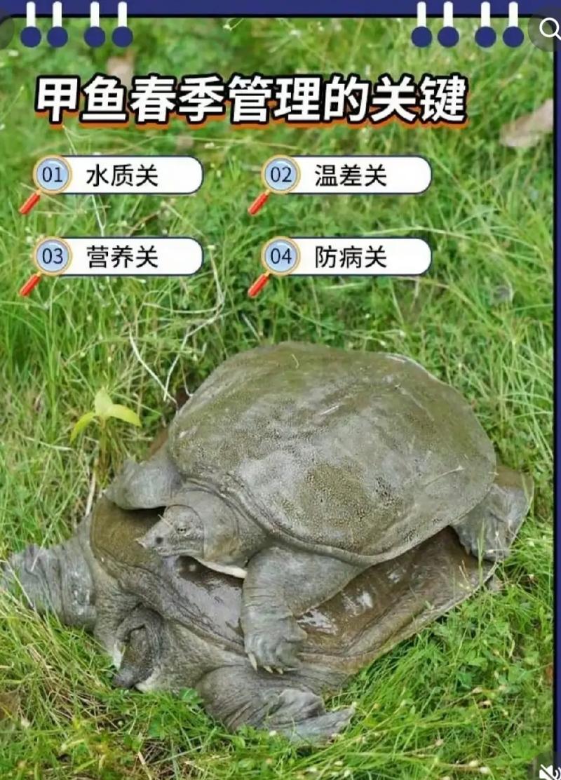 重庆甲鱼养殖技术培训-图2