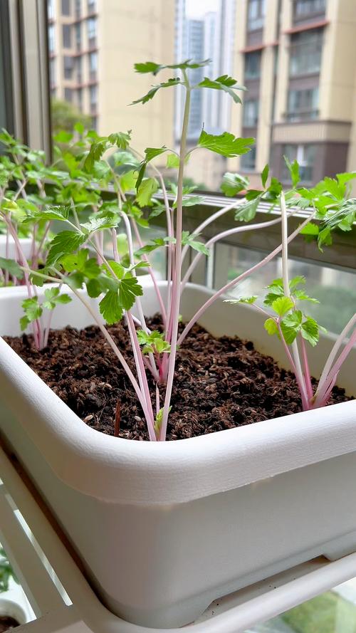 红芹菜种植技术视频关键步骤有哪些？-图1