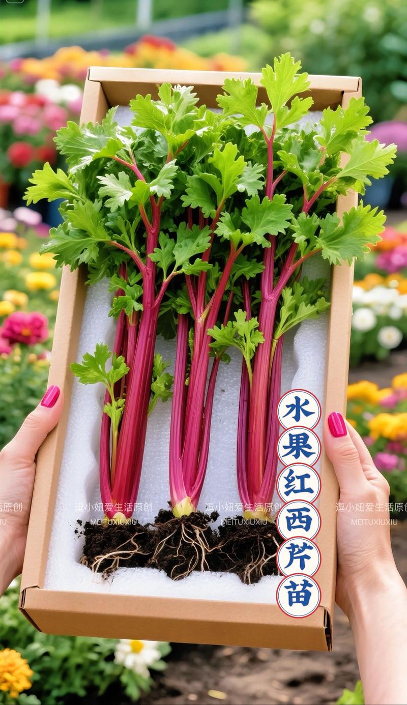 红芹菜种植技术视频关键步骤有哪些？-图2