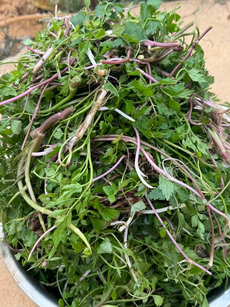 红芹菜种植技术视频关键步骤有哪些？-图3