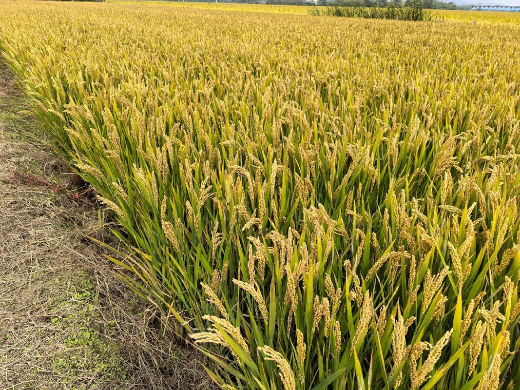 2025年糯稻价格走势-图3