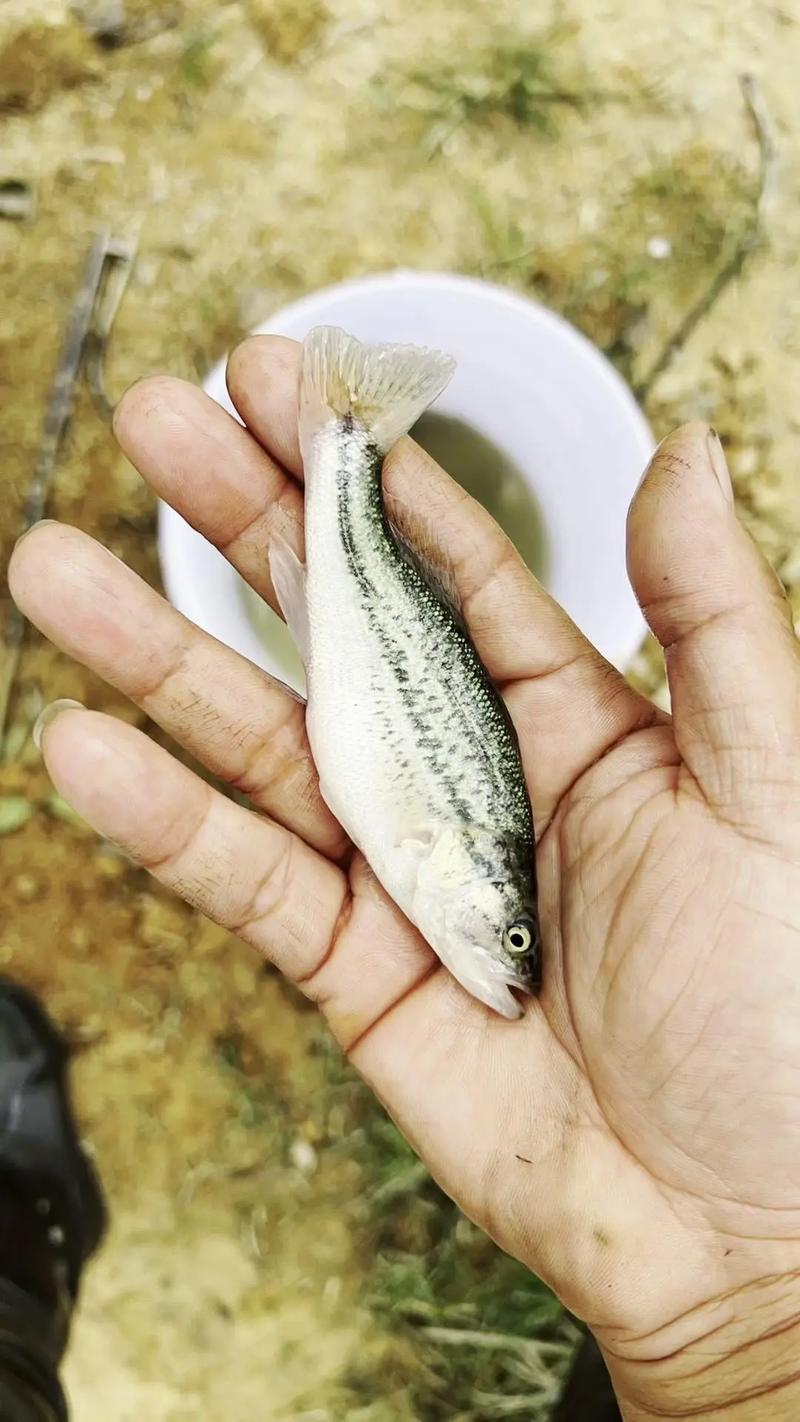 加州鲈鱼养殖关键技术有哪些？-图1