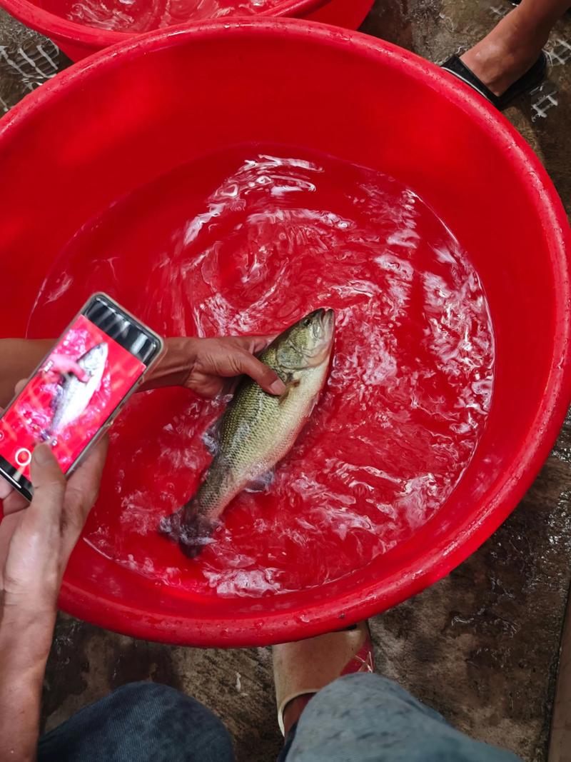 加州鲈鱼养殖关键技术有哪些？-图2