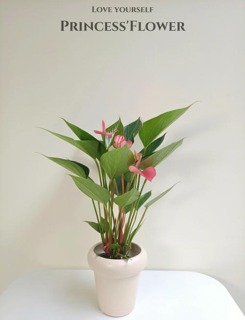 粉掌花哪个品种颜色最深?-图1 粉掌花哪个品种颜色最深?-图1