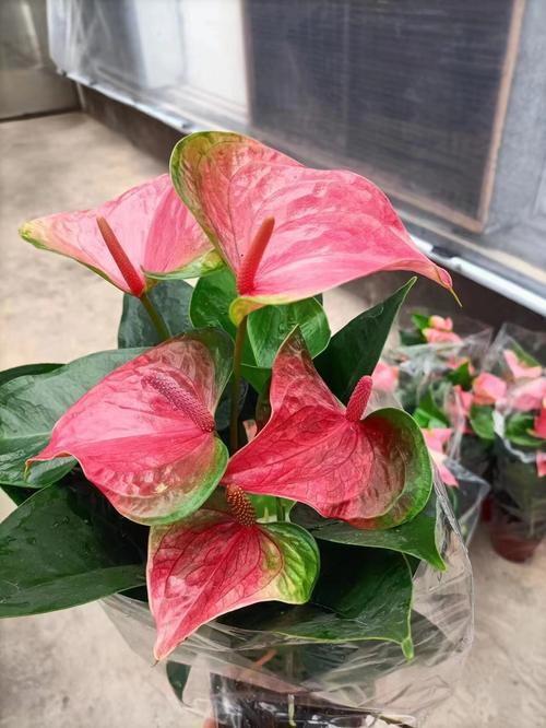 粉掌花哪个品种颜色最深?-图3 粉掌花哪个品种颜色最深?-图3