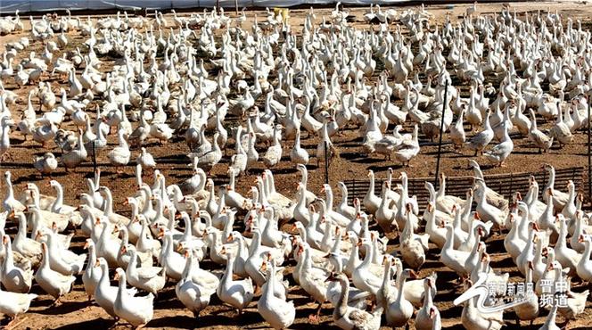 鹅反季繁殖技术如何突破自然限制?-图3 鹅反季繁殖技术如何突破自然限制?-图3