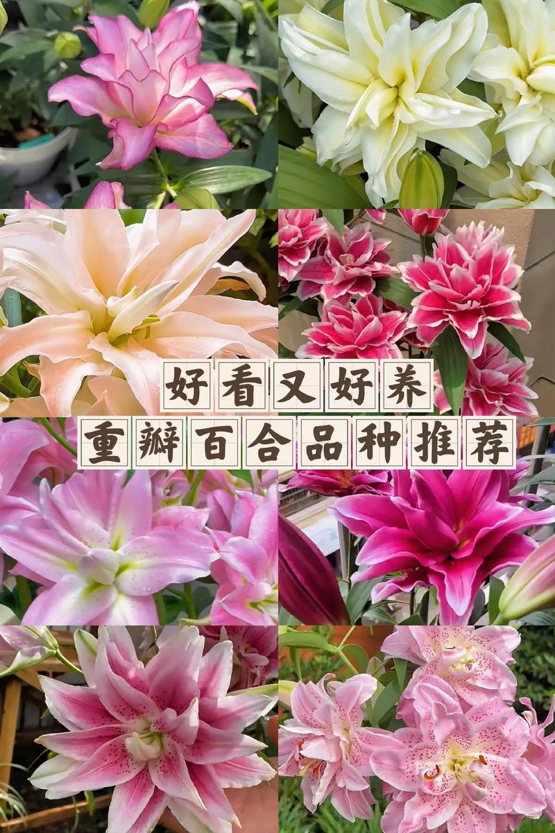 哪种百合品种口感最佳?-图1 哪种百合品种口感最佳?-图1