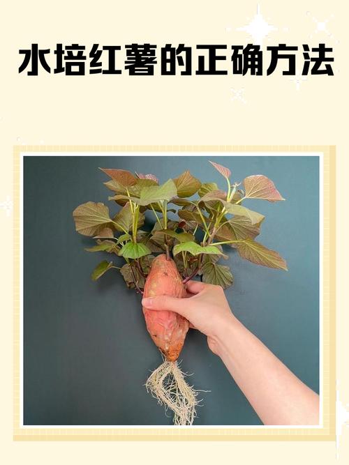 红薯育苗视频教程，关键技术有哪些？-图3