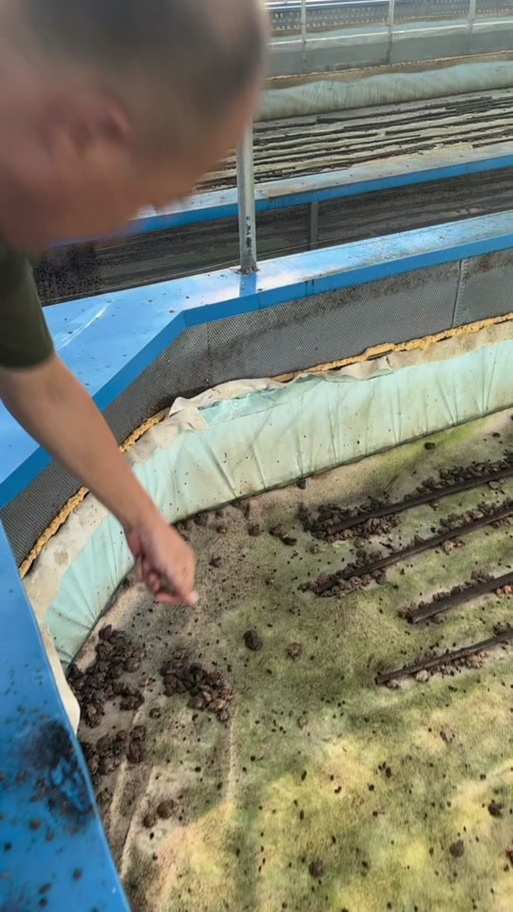 野生林蛙怎么养殖技术-图3 野生林蛙怎么养殖技术-图3