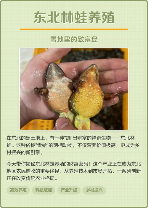 野生林蛙怎么养殖技术-图1 野生林蛙怎么养殖技术-图1