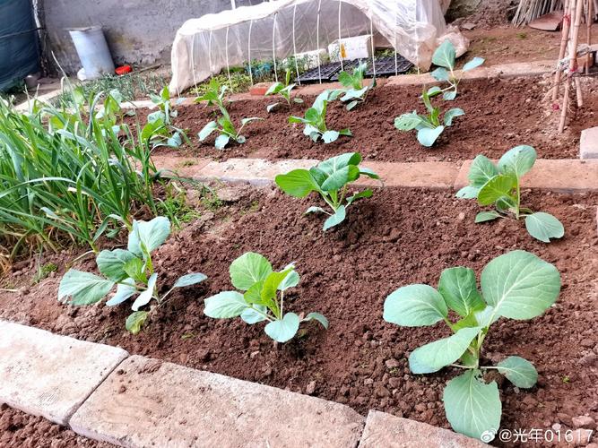 卷心菜无公害栽培技术要点有哪些?-图1 卷心菜无公害栽培技术要点有哪些?-图1