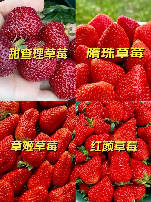 草莓一年结几次果品种-图1