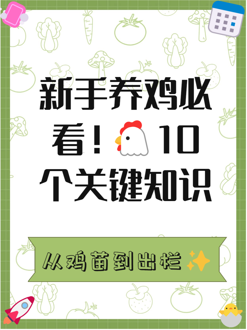 养鸡的正确技术和方法-图2