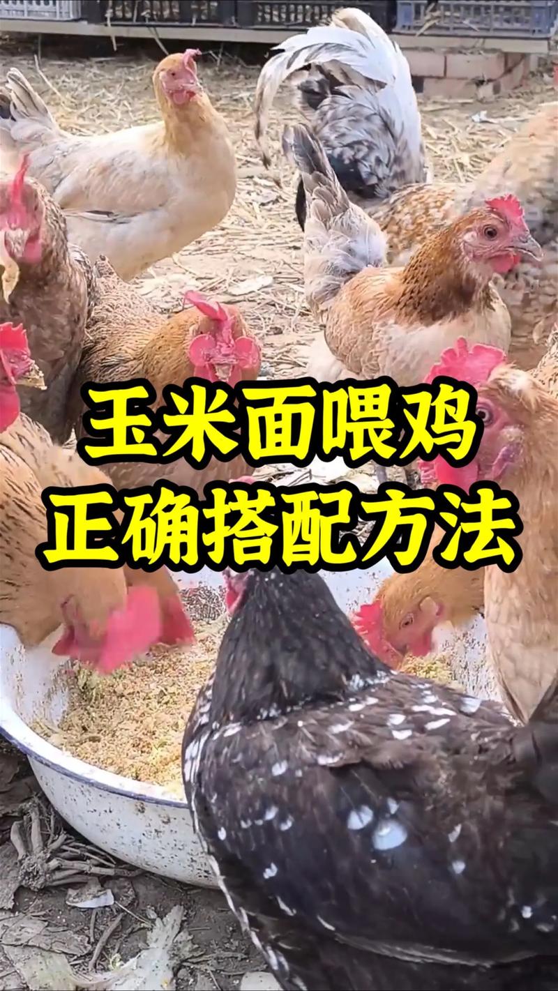 养鸡的正确技术和方法-图1