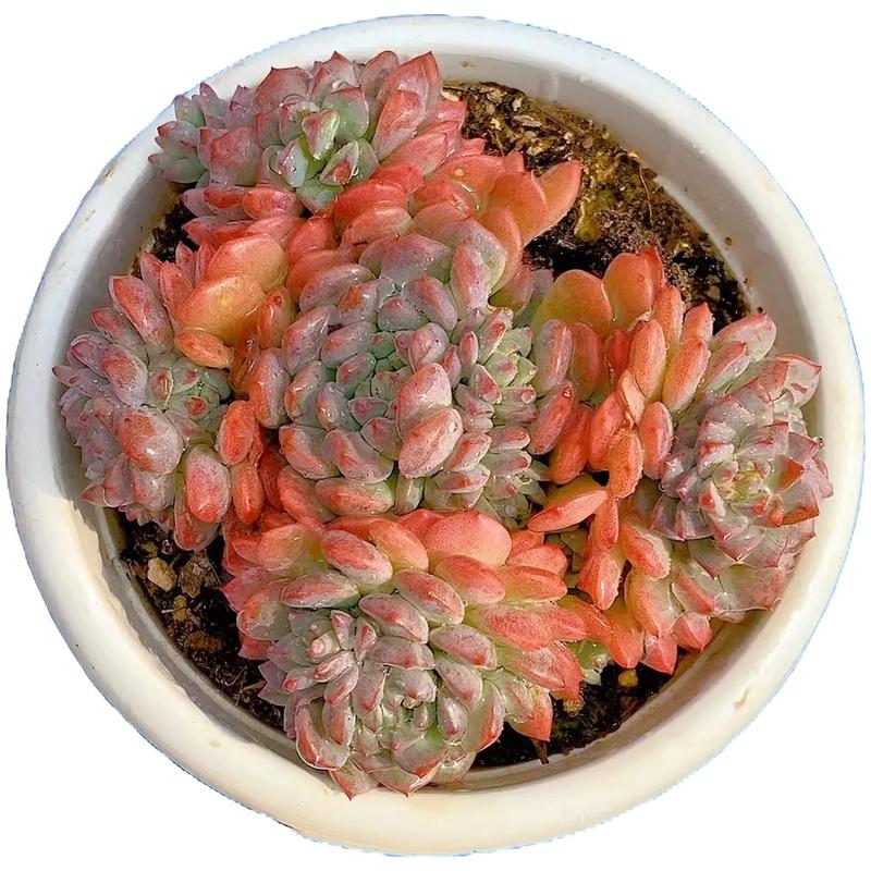 万象多肉品种哪个最好?-图1 万象多肉品种哪个最好?-图1