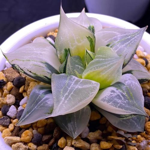 万象多肉品种哪个最好?-图2 万象多肉品种哪个最好?-图2