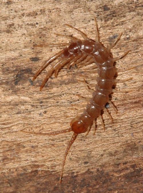 2025年野生蜈蚣价格为何变动?-图3 2025年野生蜈蚣价格为何变动?-图3