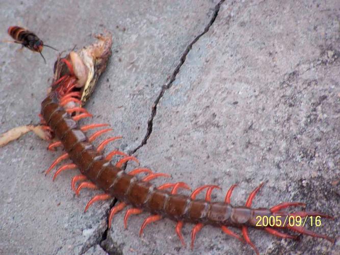 2025年野生蜈蚣价格为何变动？-图2