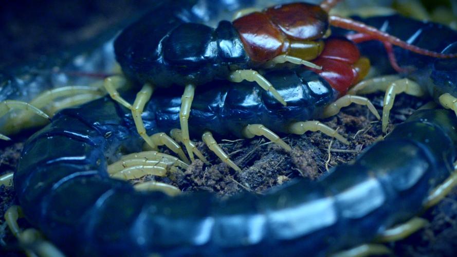 2025年野生蜈蚣价格为何变动?-图1 2025年野生蜈蚣价格为何变动?-图1