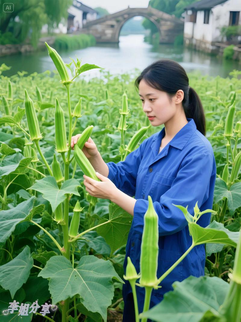 水果秋葵栽培技术视频-图2 水果秋葵栽培技术视频-图2