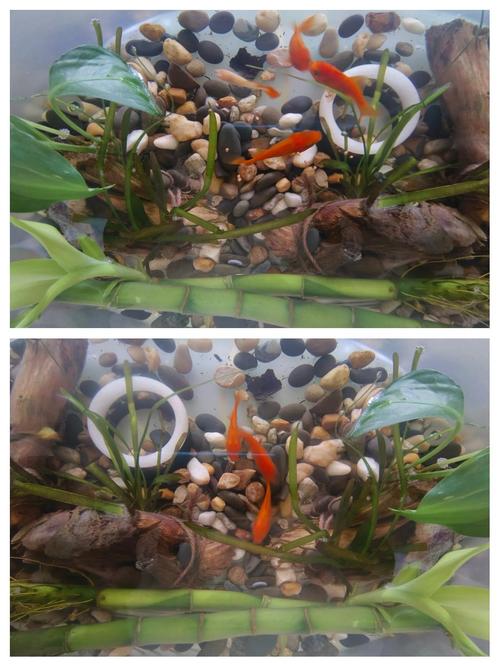 养草鱼需掌握哪些关键技术？-图1