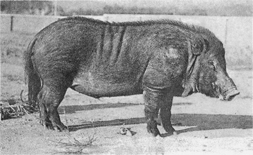 放养小耳朵猪养殖技术-图2