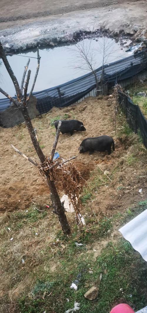 放养小耳朵猪养殖技术-图1