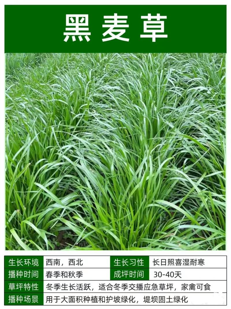 养鹅用黑麦草哪个品种-图1 养鹅用黑麦草哪个品种-图1