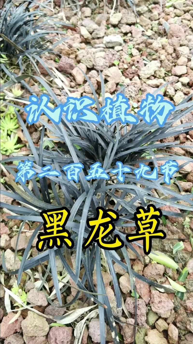 养鹅用黑麦草哪个品种-图2 养鹅用黑麦草哪个品种-图2