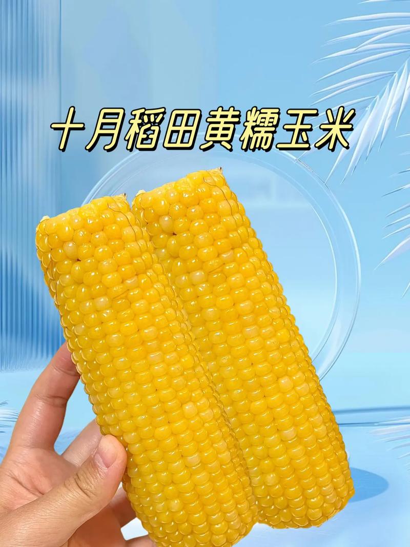 粘玉米生长期短品种有哪些？-图2