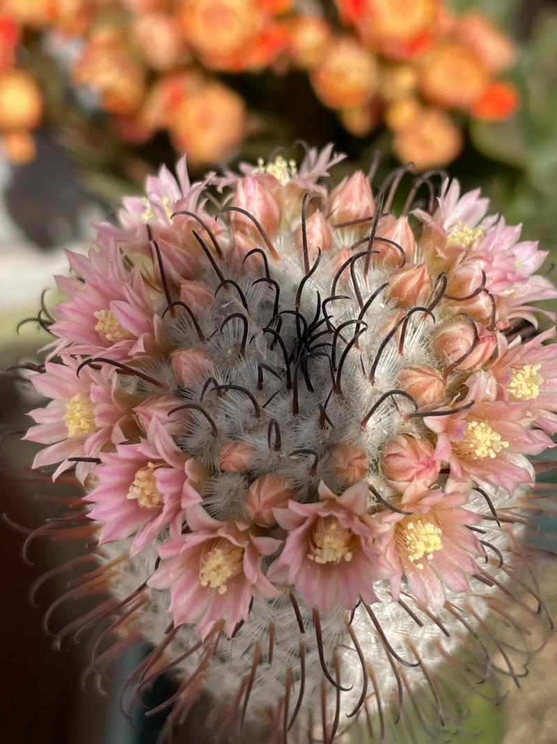 哪种仙人球品种花期最长?-图1 哪种仙人球品种花期最长?-图1