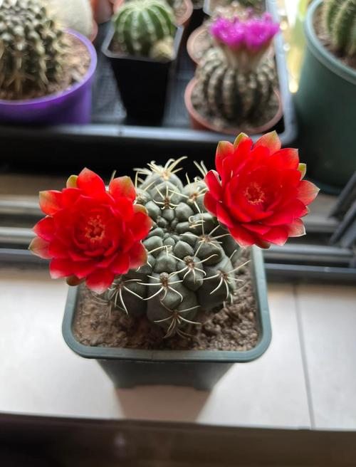 哪种仙人球品种花期最长?-图3 哪种仙人球品种花期最长?-图3