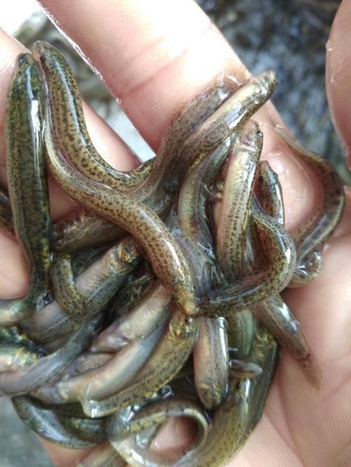 http 台湾鳅苗价格-图1