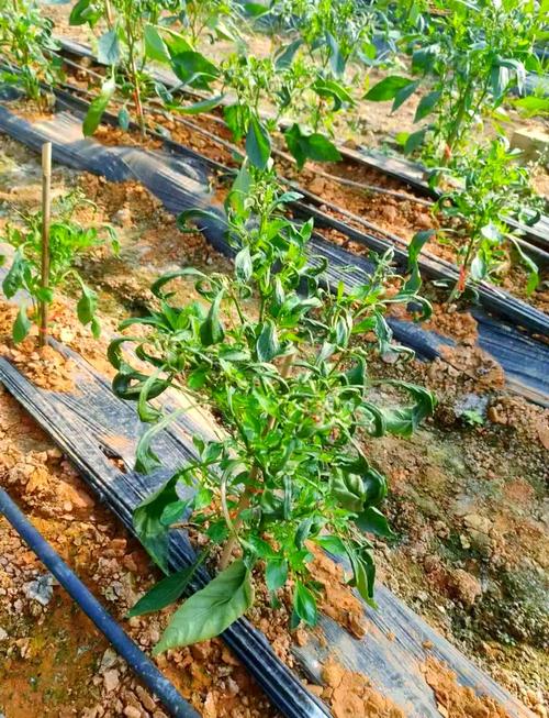 辣椒栽培技术视频,如何高效种植?-图2 辣椒栽培技术视频,如何高效种植?-图2