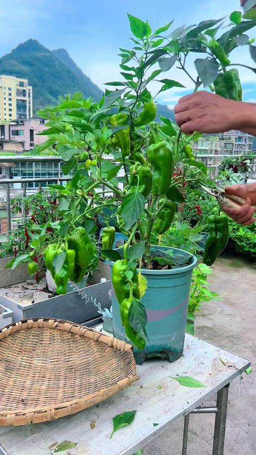 辣椒栽培技术视频,如何高效种植?-图1 辣椒栽培技术视频,如何高效种植?-图1