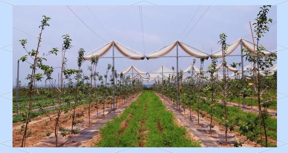 苹果密植栽培技术视频,如何高效密植提质增效?-图1 苹果密植栽培技术视频,如何高效密植提质增效?-图1