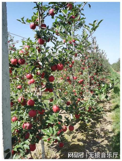 苹果密植栽培技术视频,如何高效密植提质增效?-图3 苹果密植栽培技术视频,如何高效密植提质增效?-图3
