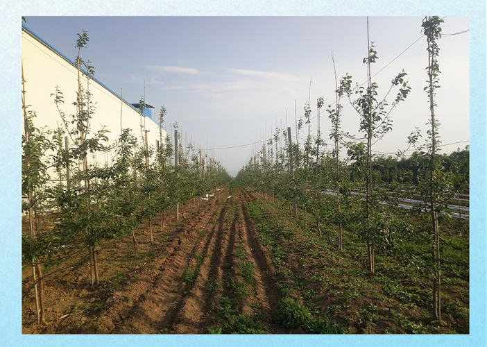 苹果密植栽培技术视频，如何高效密植提质增效？-图2
