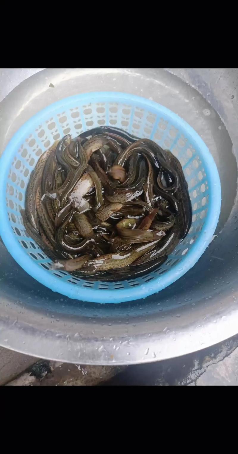 泥鳅价格为何2025年大跌?-图1 泥鳅价格为何2025年大跌?-图1