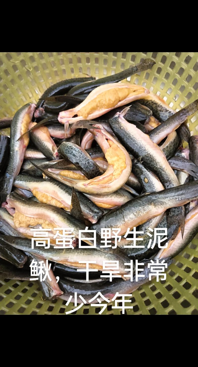 泥鳅价格为何2025年大跌?-图3 泥鳅价格为何2025年大跌?-图3