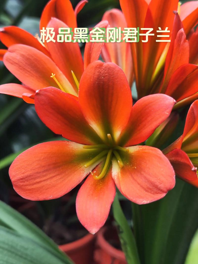 哪种君子兰品种长得最大?-图2 哪种君子兰品种长得最大?-图2