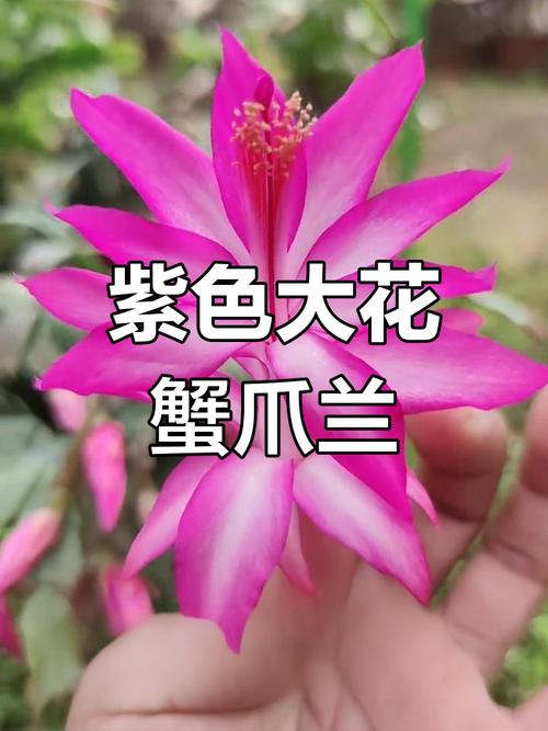 蟹爪兰品种究竟有多少?-图2 蟹爪兰品种究竟有多少?-图2