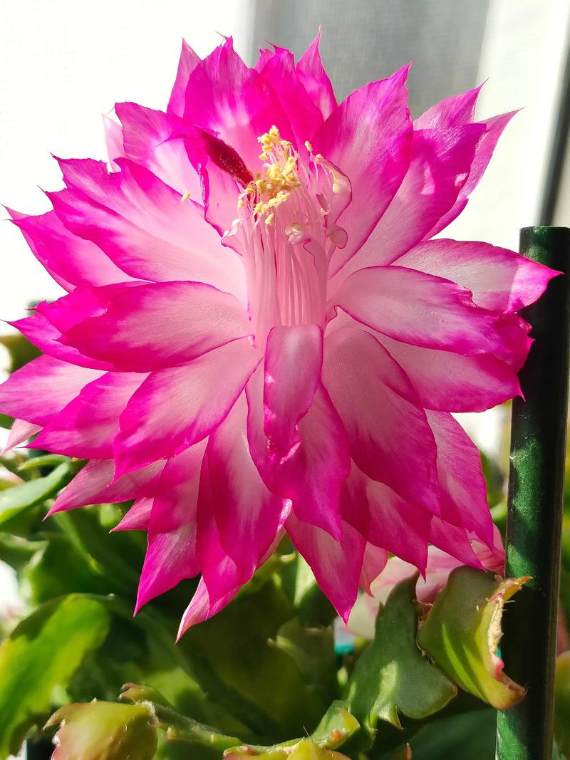 蟹爪兰品种究竟有多少?-图1 蟹爪兰品种究竟有多少?-图1