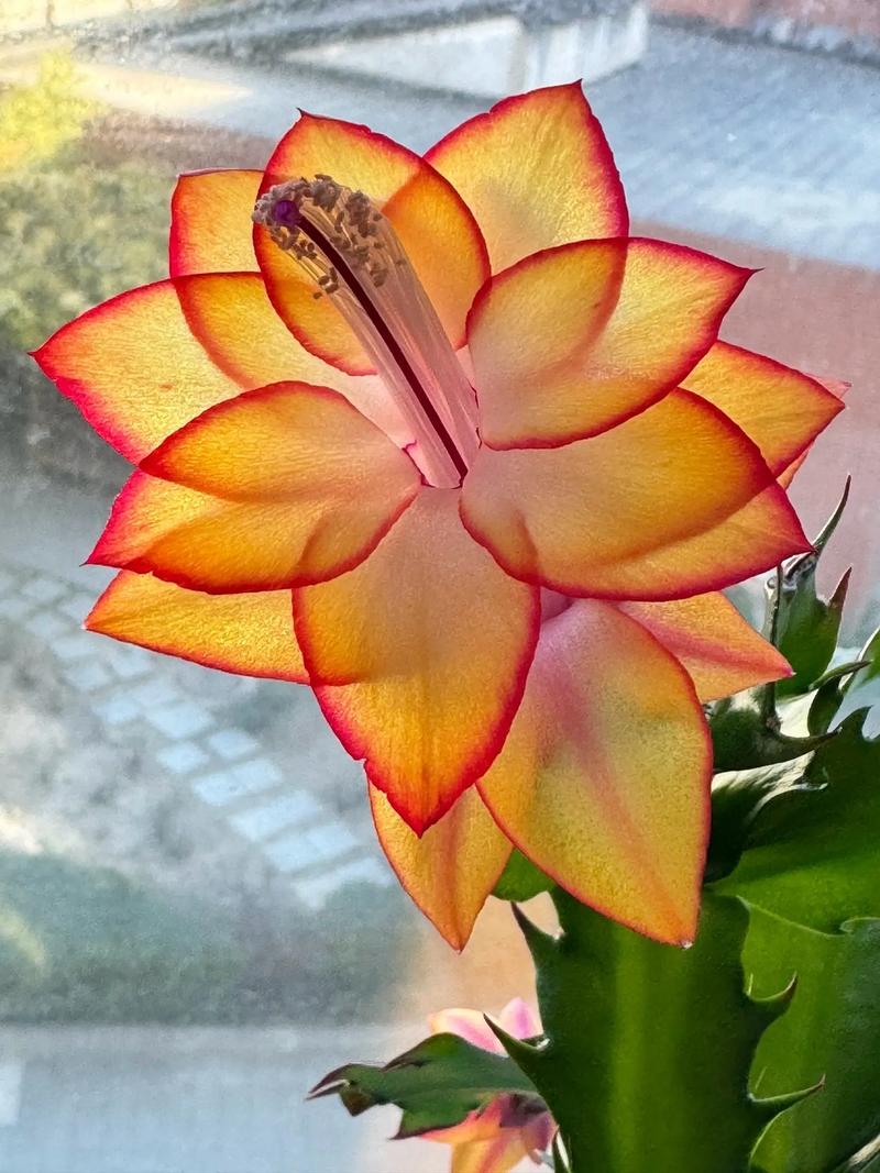 蟹爪兰品种究竟有多少?-图3 蟹爪兰品种究竟有多少?-图3