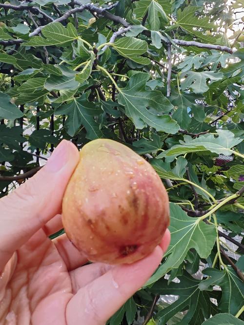 无花果树不怕冻的品种-图2 无花果树不怕冻的品种-图2