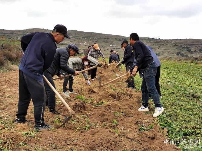 土口药材养殖技术视频-图1 土口药材养殖技术视频-图1