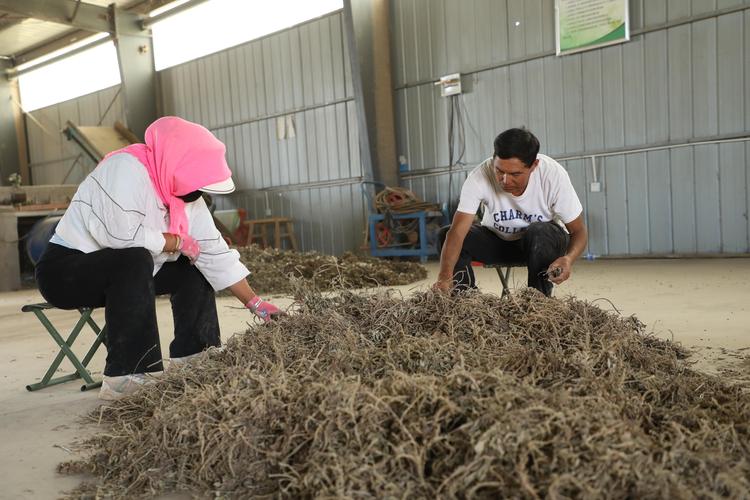 土口药材养殖技术视频-图2