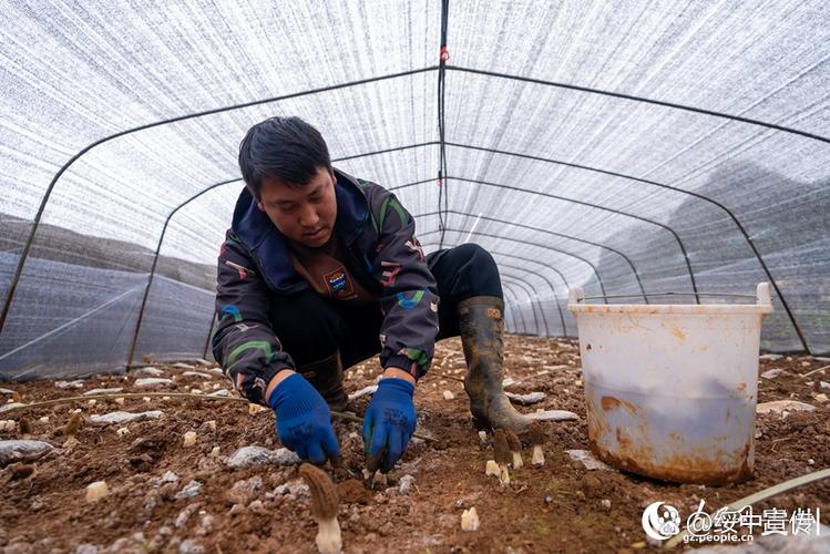 土口药材养殖技术视频-图3