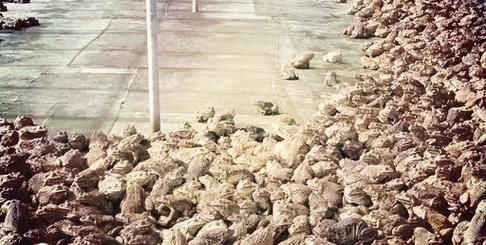 泰国虎纹蛙养殖技术关键点有哪些？-图2